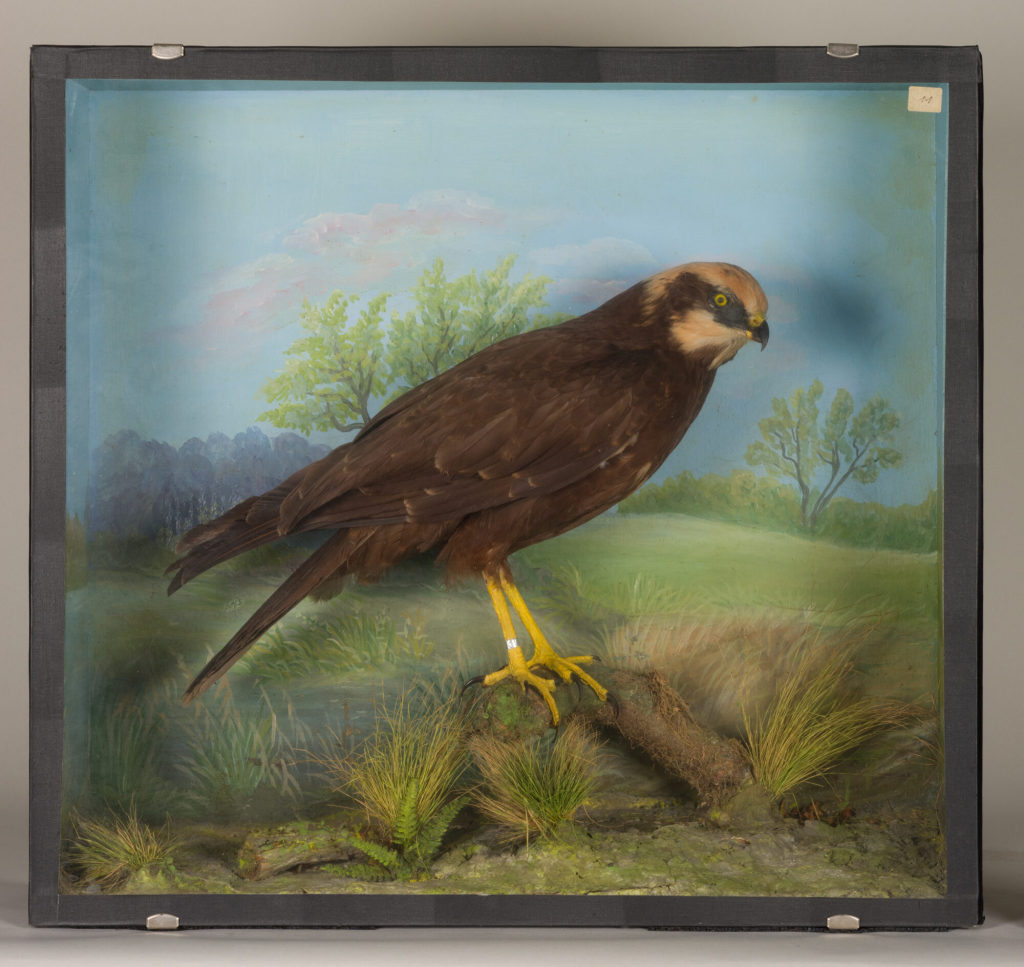 Diorama: Rohrweihe