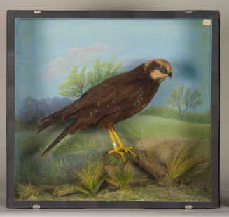 Diorama: Rohrweihe