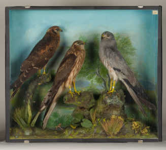 Diorama: Wiesenweihe, Wiesenweihe, Wiesenweihe
