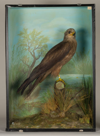 Diorama: Schwarzmilan