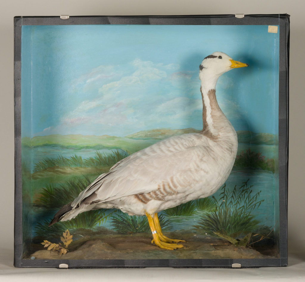 Diorama: Streifengans