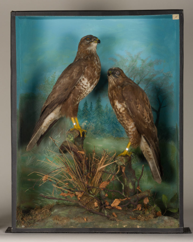 Diorama: Mäusebussard, Mäusebussard