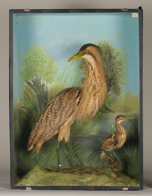 Dr. Peter Frey (Urheber*in), Diorama: Zwergdommeln, Rohrdommel, 1890–1952
