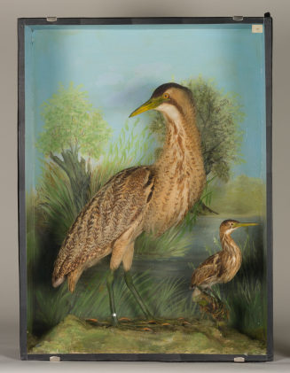 Diorama: Zwergdommeln, Rohrdommel