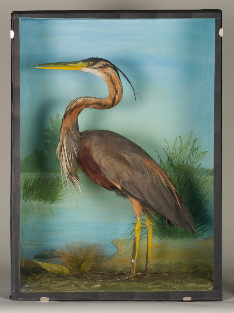 Diorama: Purpurreiher