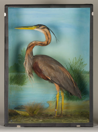 Diorama: Purpurreiher