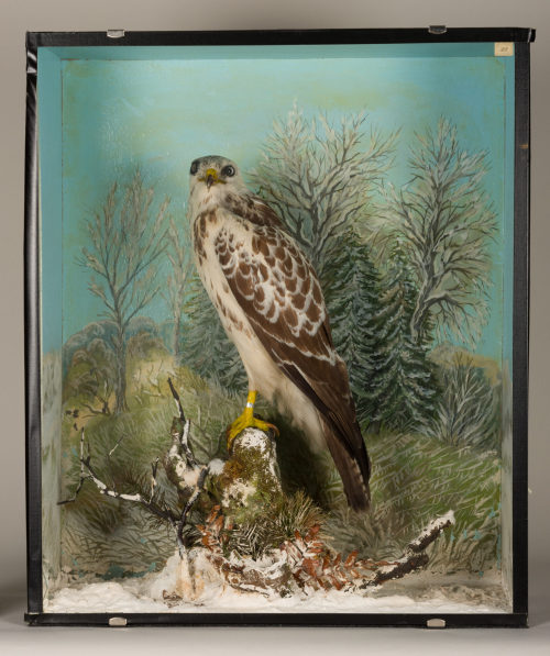 Dr. Peter Frey (Urheber*in), Diorama: Mäusebussard, 1890–1952