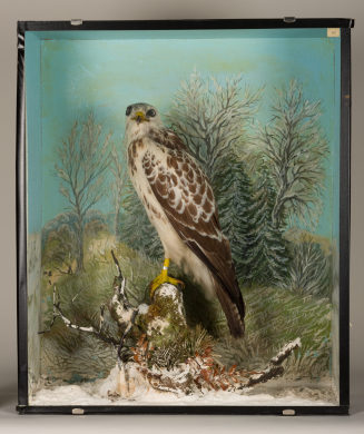 Diorama: Mäusebussard