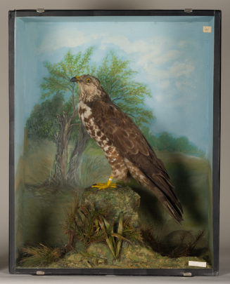Diorama: Wespenbussard