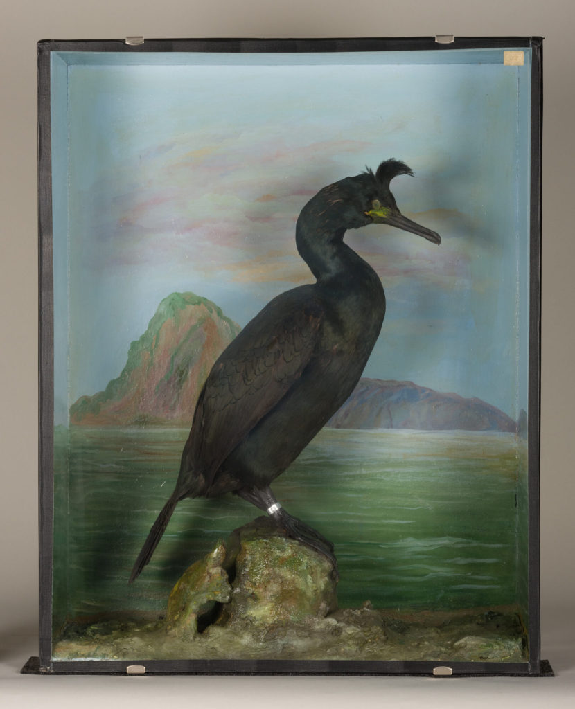 Diorama: Krähenscharbe
