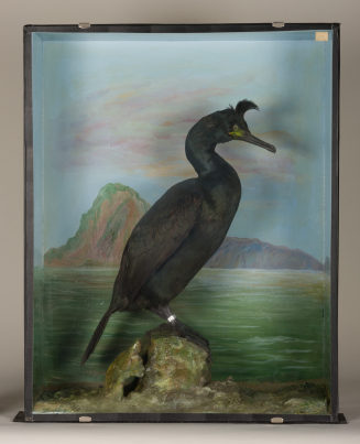 Diorama: Krähenscharbe