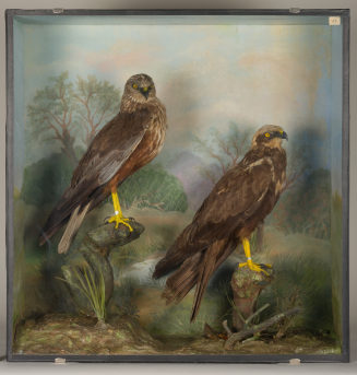 Diorama: Rohrweihe, Rohrweihe