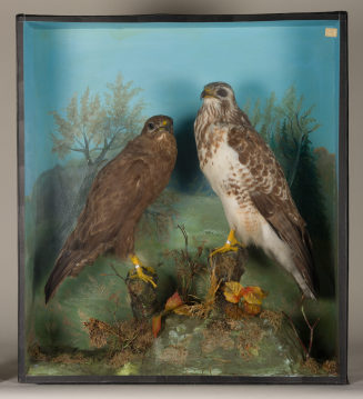 Diorama: Falkenbussard, Falkenbussard