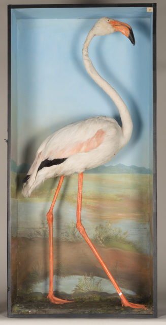 Diorama: Rosa Flamingo