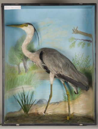 Diorama: Fischreiher