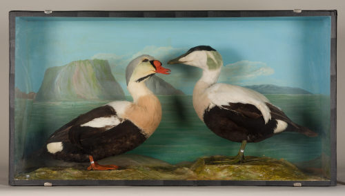 Dr. Peter Frey (Urheber*in), Diorama: Eiderente, Prachteiderente, 1890–1952