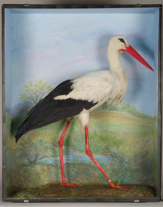 Diorama: Weißstorch