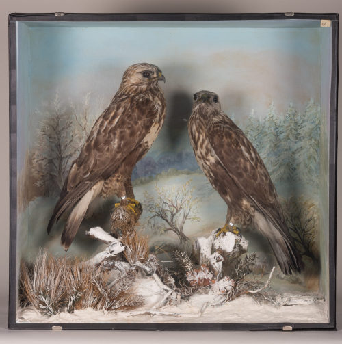 Dr. Peter Frey (Urheber*in), Diorama: Raufußbussard, Raufußbussard, 1890–1952