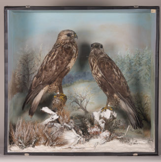Diorama: Raufußbussard, Raufußbussard