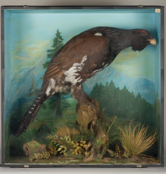 Diorama: Auerhuhn