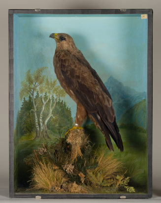 Diorama: Schreiadler