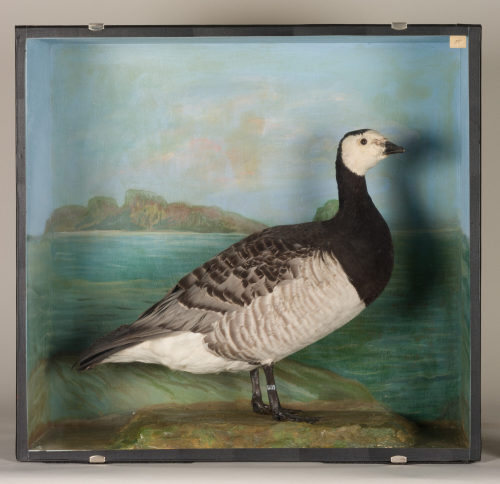 Dr. Peter Frey (Urheber*in), Diorama: Nonnengans, 1890–1952