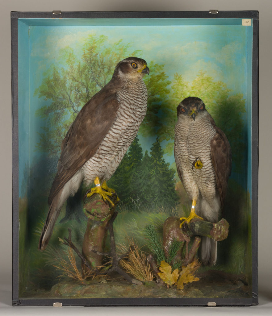 Diorama: Habicht, Habicht