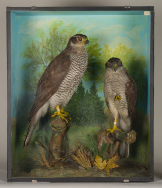 Diorama: Habicht, Habicht