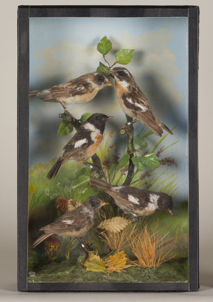 Diorama: Schwarzkehlchen, Schwarzkehlchen, Schwarzkehlchen, Braunkehlchen, Braunkehlchen