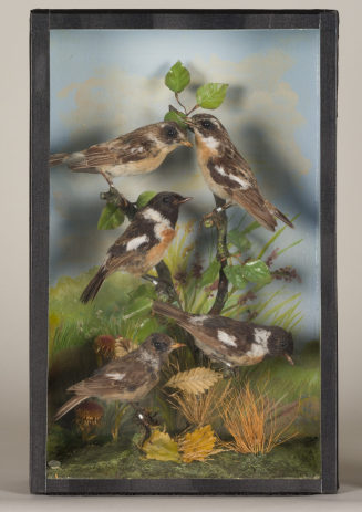 Diorama: Schwarzkehlchen, Schwarzkehlchen, Schwarzkehlchen, Braunkehlchen, Braunkehlchen