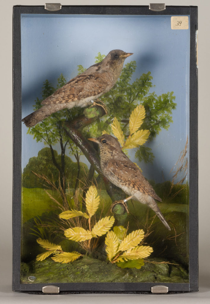 Diorama: Wendehals, Wendehals