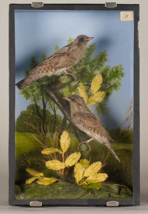 Dr. Peter Frey (Urheber*in), Diorama: Wendehals, Wendehals, 1890–1952