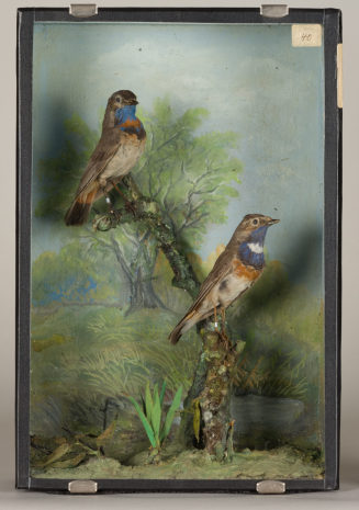 Diorama: Blaukehlchen, weißstirniges, Blaukehlchen, rotstirniges