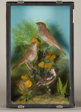 Diorama: Schwarzkehlchen, Nachtigall, Nachtigall