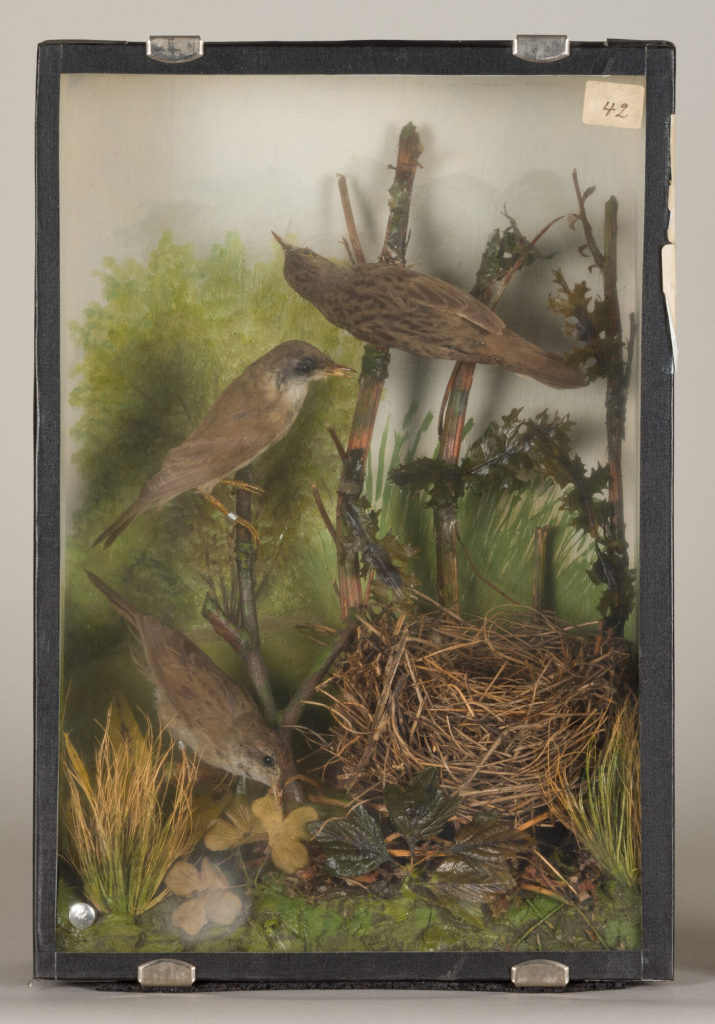Diorama: Feldschwirl, Feldschwirl, Feldschwirl, Sumpfrohrsänger