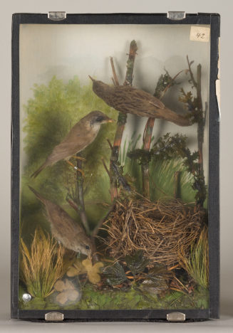 Diorama: Feldschwirl, Feldschwirl, Feldschwirl, Sumpfrohrsänger