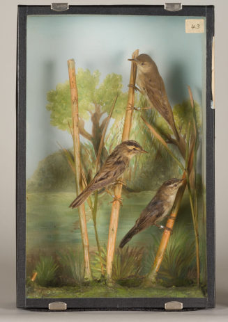 Diorama: Schilfrohrsänger, Seggenrohrsänger, Sumpfrohrsänger