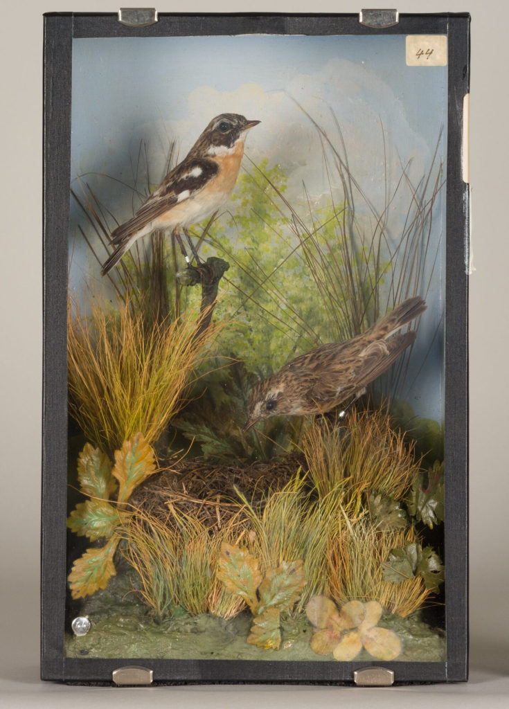 Diorama: Braunkehlchen, Braunkehlchen, Braunkehlchen, Braunkehlchennest + 5 Eier