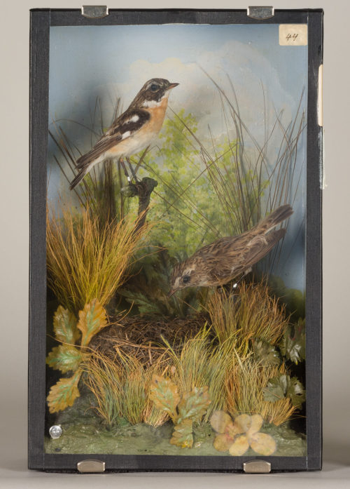 Dr. Peter Frey (Urheber*in), Diorama: Braunkehlchen, Braunkehlchen, Braunkehlchen, Braunkehlchennest + 5 Eier, 1890–1952