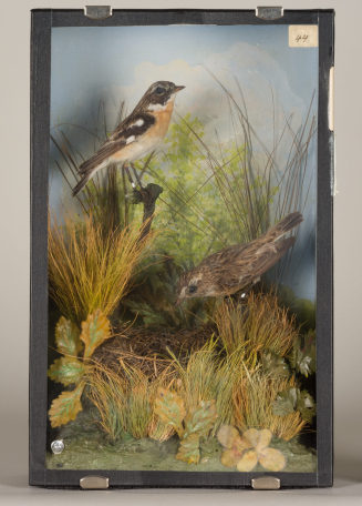 Diorama: Braunkehlchen, Braunkehlchen, Braunkehlchen, Braunkehlchennest + 5 Eier