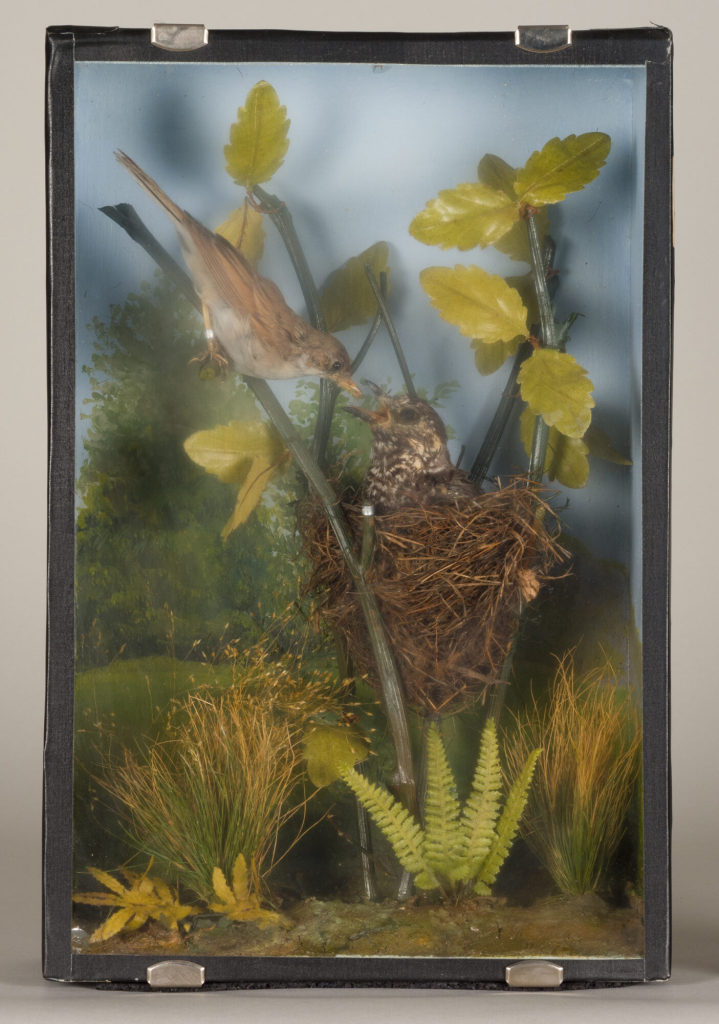 Diorama: Dorngrasmücke, Kuckuck