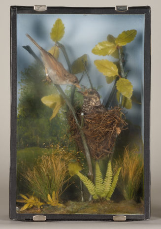 Diorama: Dorngrasmücke, Kuckuck