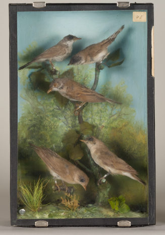 Diorama: Dorngrasmücke, Dorngrasmücke, Klappergrasmücke, Orpheusgrasmücke, Orpheusgrasmücke