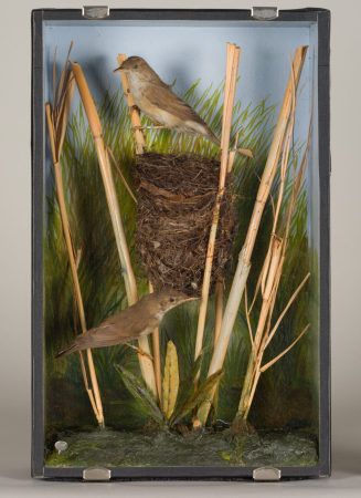 Diorama: Teichrohrsänger, Teichrohrsänger, Teichrohrsänger