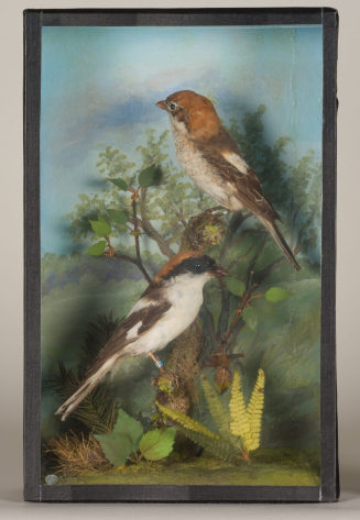 Diorama: Rotkopfwürger, Rotkopfwürger
