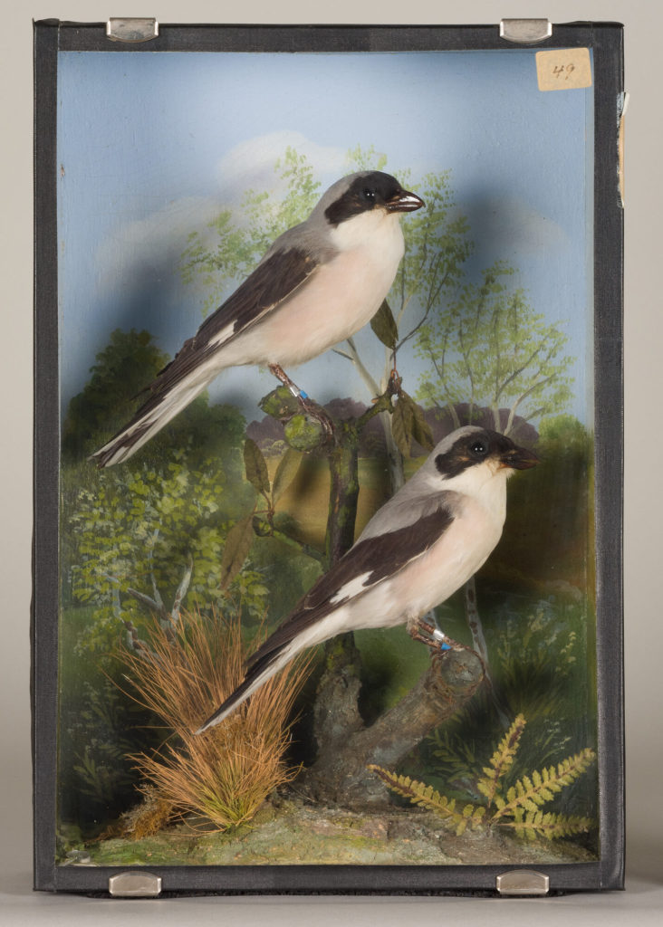 Diorama: Schwarzstirnwürger, Schwarzstirnwürger