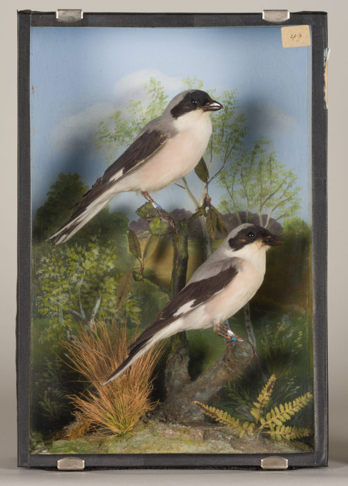 Dr. Peter Frey (Urheber*in), Diorama: Schwarzstirnwürger, Schwarzstirnwürger, 1890–1952