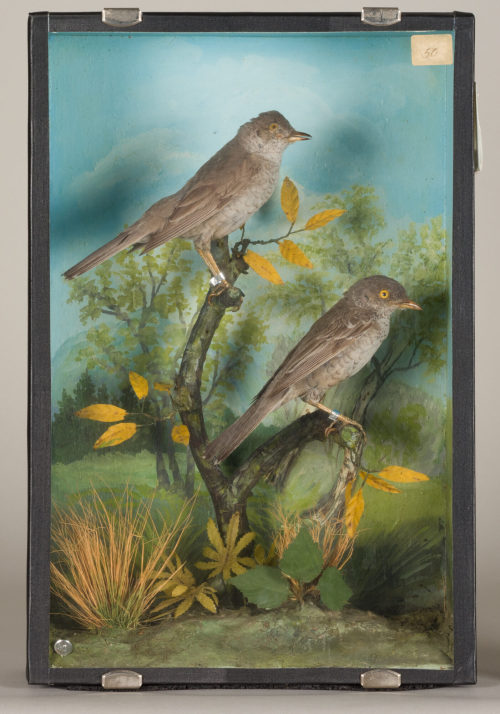 Dr. Peter Frey (Urheber*in), Diorama: Sperbergrasmücke, Sperbergrasmücke, 1890–1952