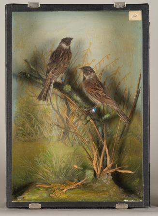 Diorama: Rohrammer, Rohrammer
