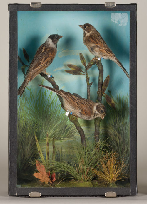 Dr. Peter Frey (Urheber*in), Diorama: Rohrammer, Rohrammer, Rohrammer, 1890–1952